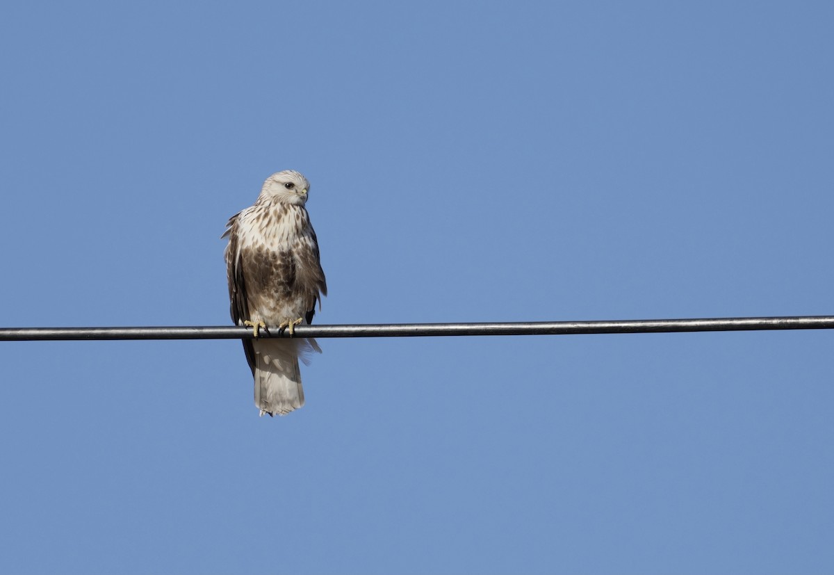 Raufußbussard - ML614768788