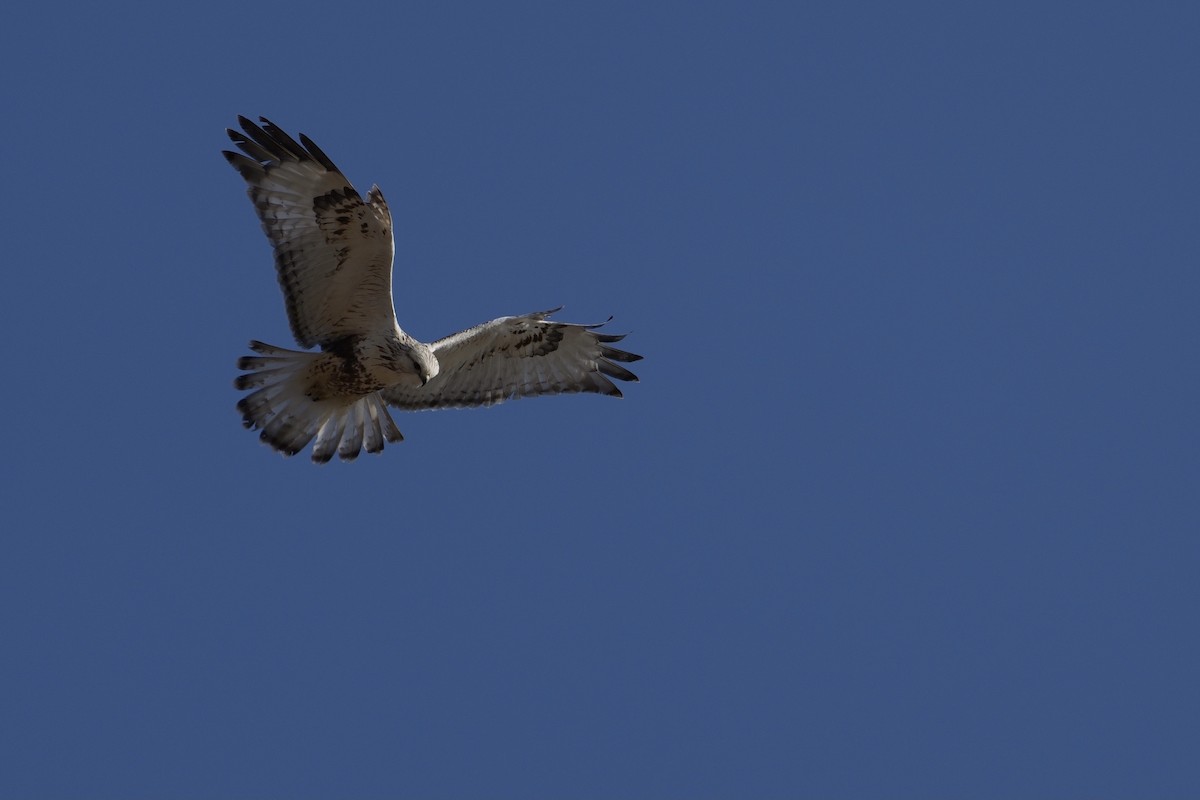 Raufußbussard - ML614768790