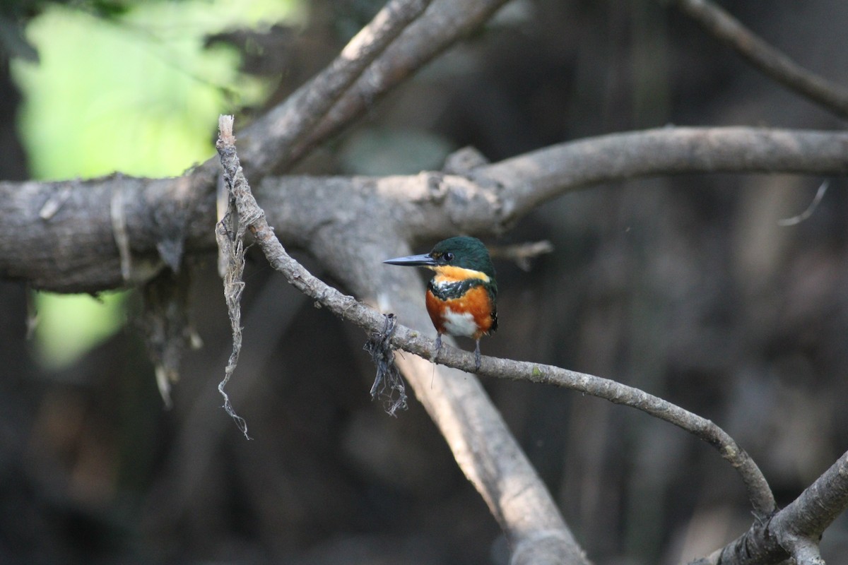 American Pygmy Kingfisher - ML614768821