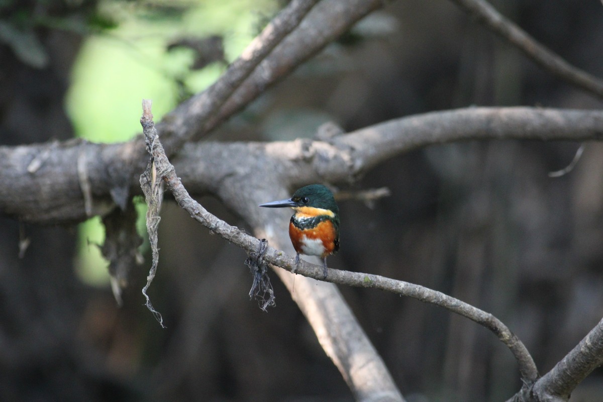 American Pygmy Kingfisher - Cristóbal Palacios Galdamez