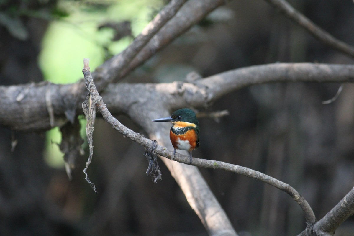 American Pygmy Kingfisher - ML614768823