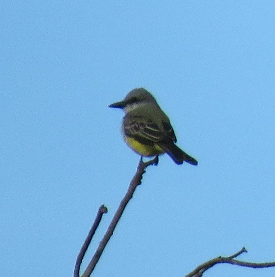 Tropical Kingbird - ML614768859