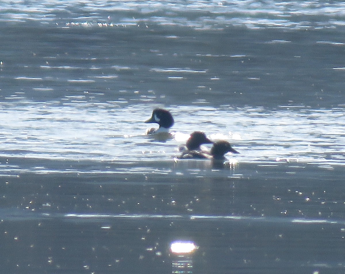 Barrow's Goldeneye - David Nickerson