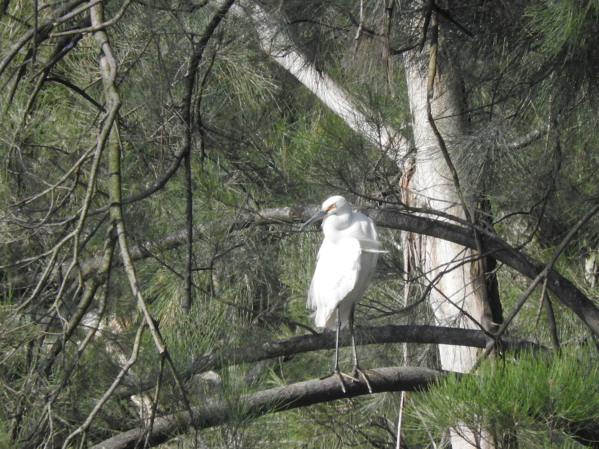 Little Egret - ML614768934