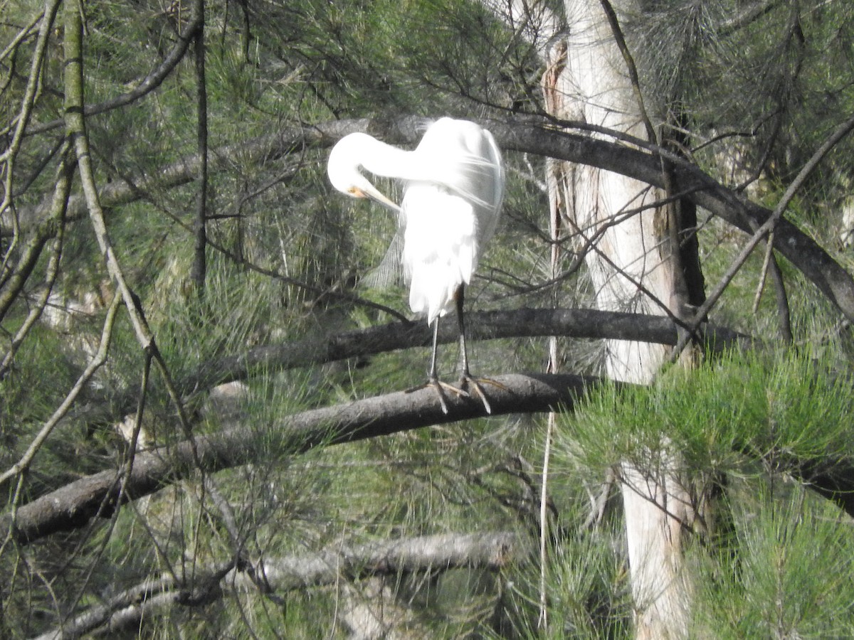 Little Egret - ML614768936