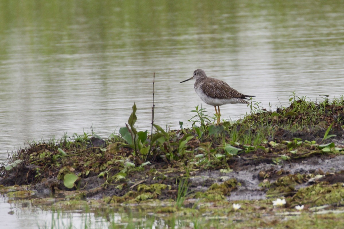 Greater Yellowlegs - ML614768956