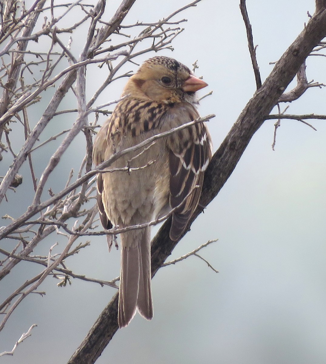 Harris's Sparrow - ML614768972