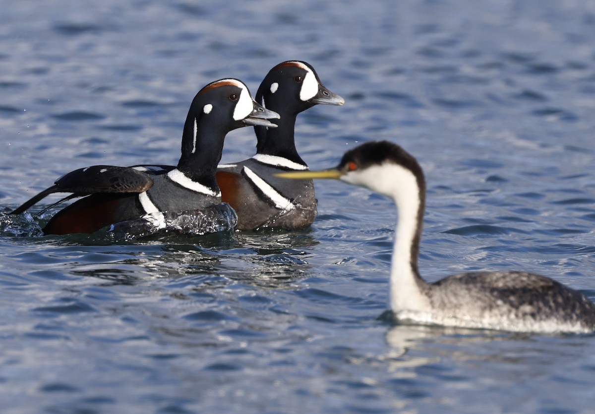 Harlequin Duck - Robert Burmaster