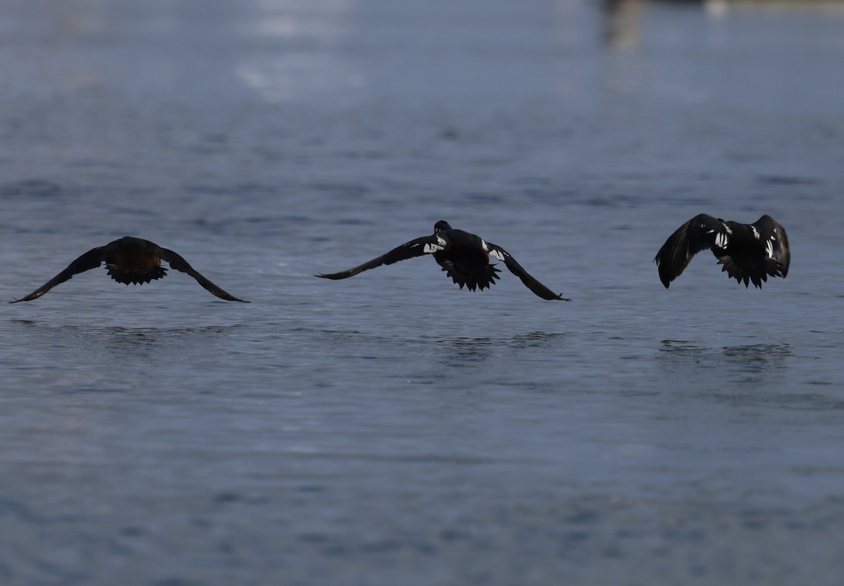 Harlequin Duck - Robert Burmaster