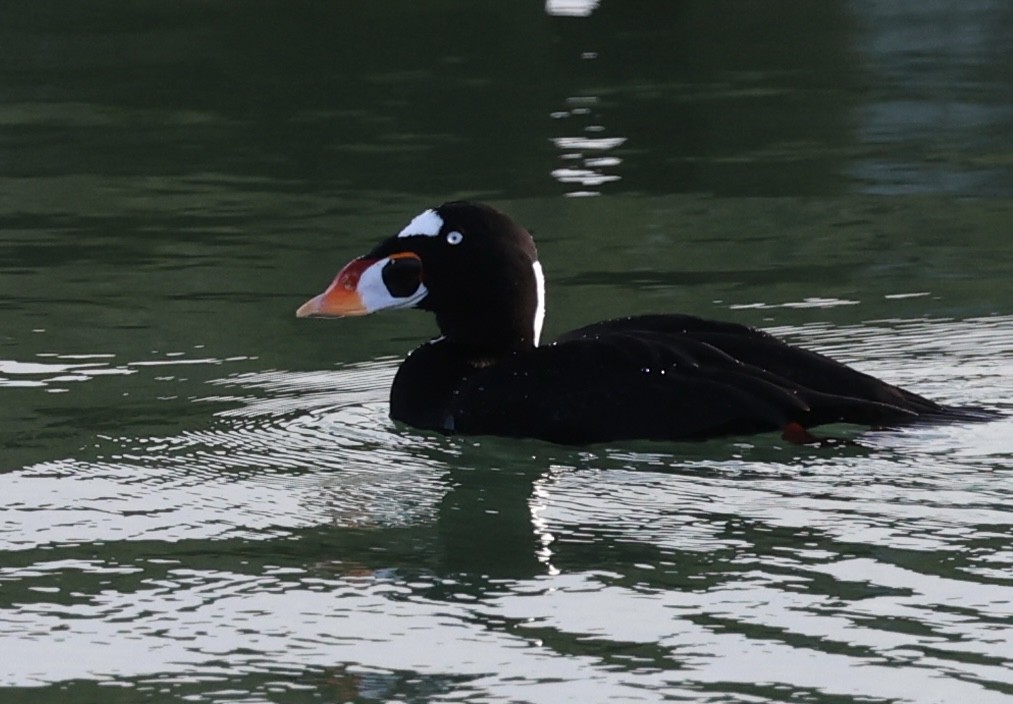 Surf Scoter - Robert Burmaster