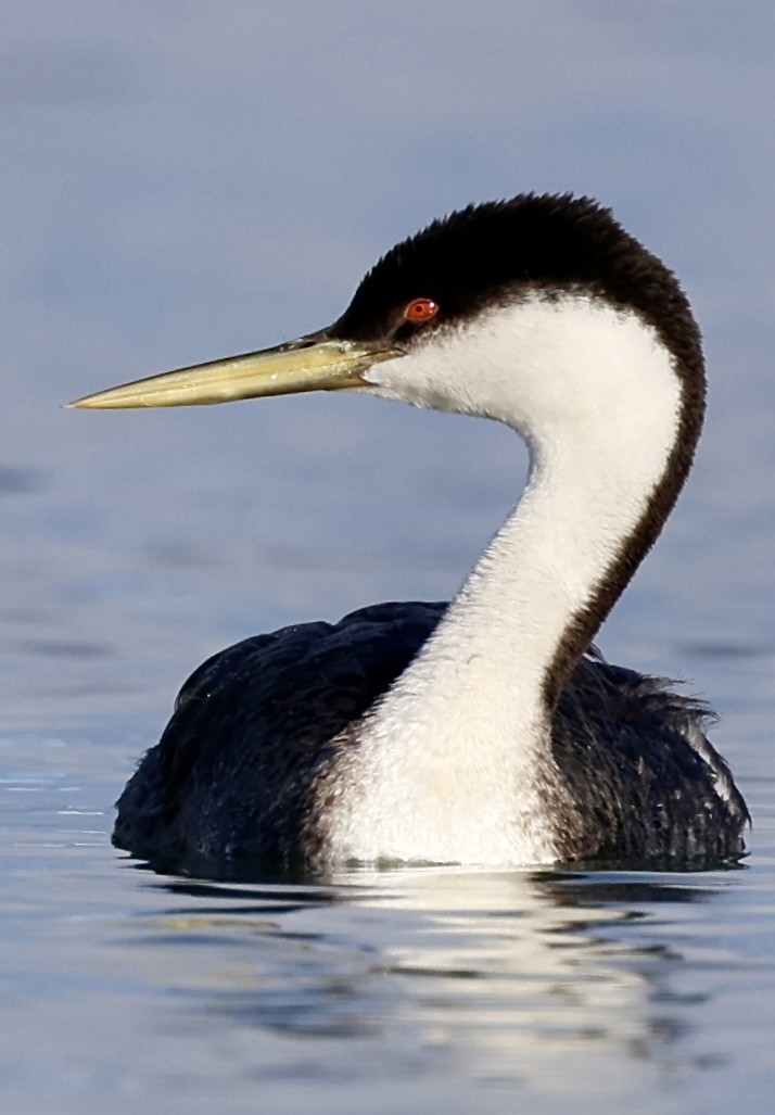 Western Grebe - Robert Burmaster