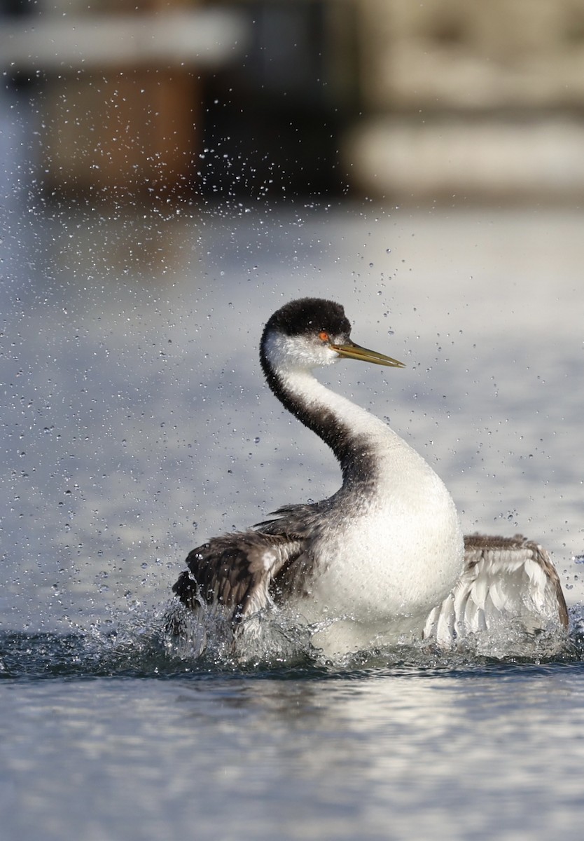 Western Grebe - Robert Burmaster