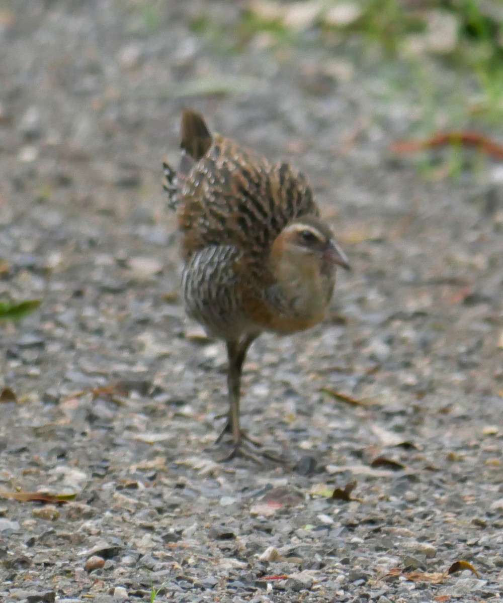 Buff-banded Rail - ML614769005