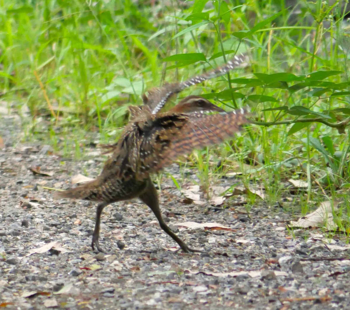 Buff-banded Rail - ML614769007