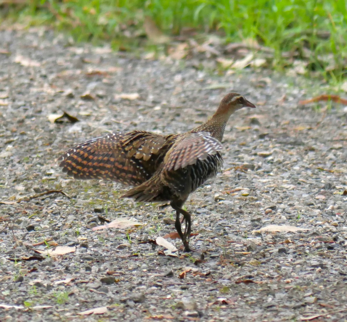 Buff-banded Rail - ML614769008