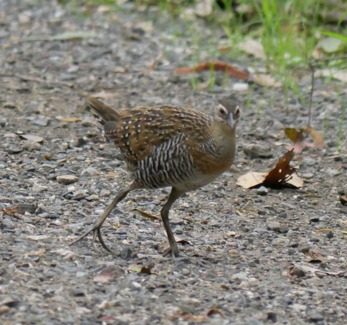 Buff-banded Rail - ML614769010