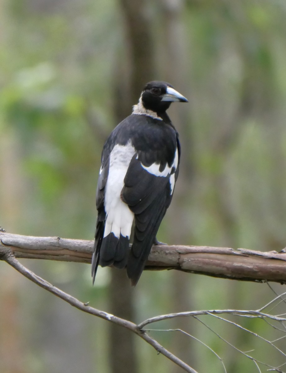 Australian Magpie - ML614769023