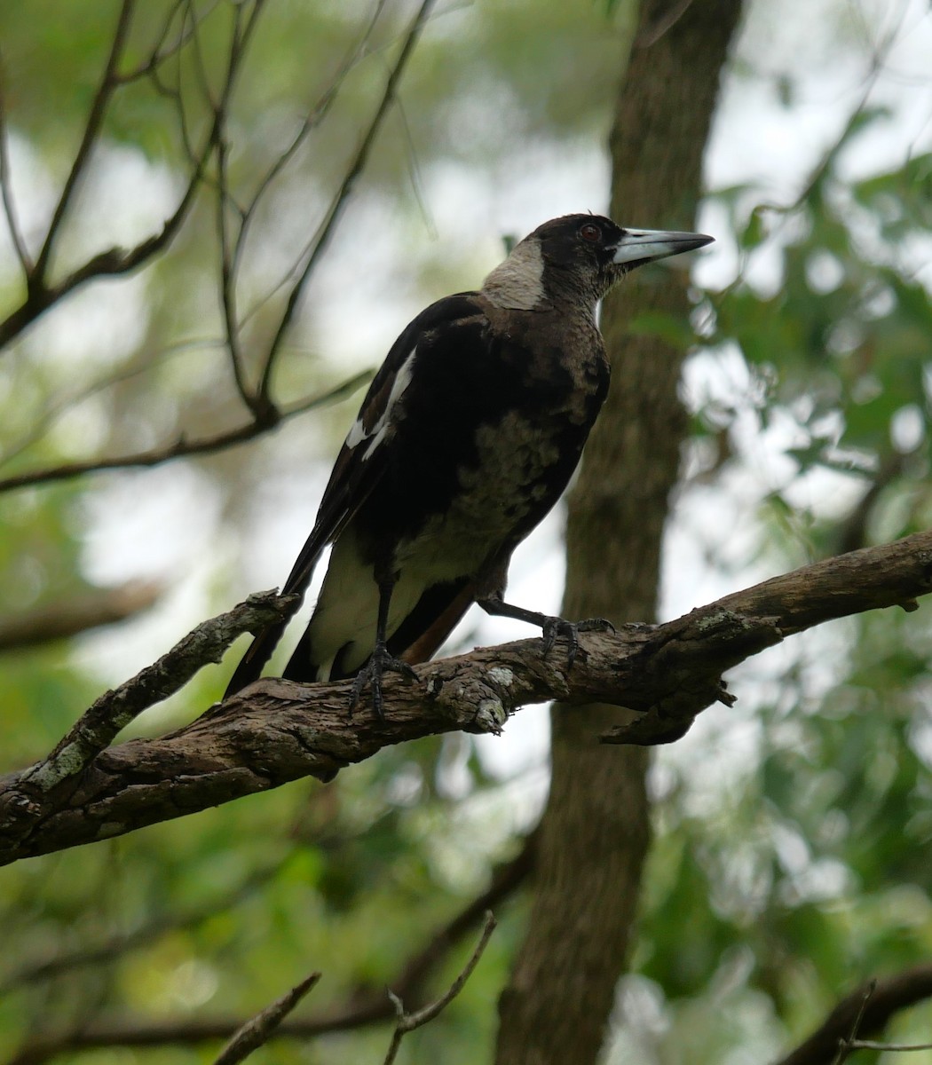 Australian Magpie - ML614769024