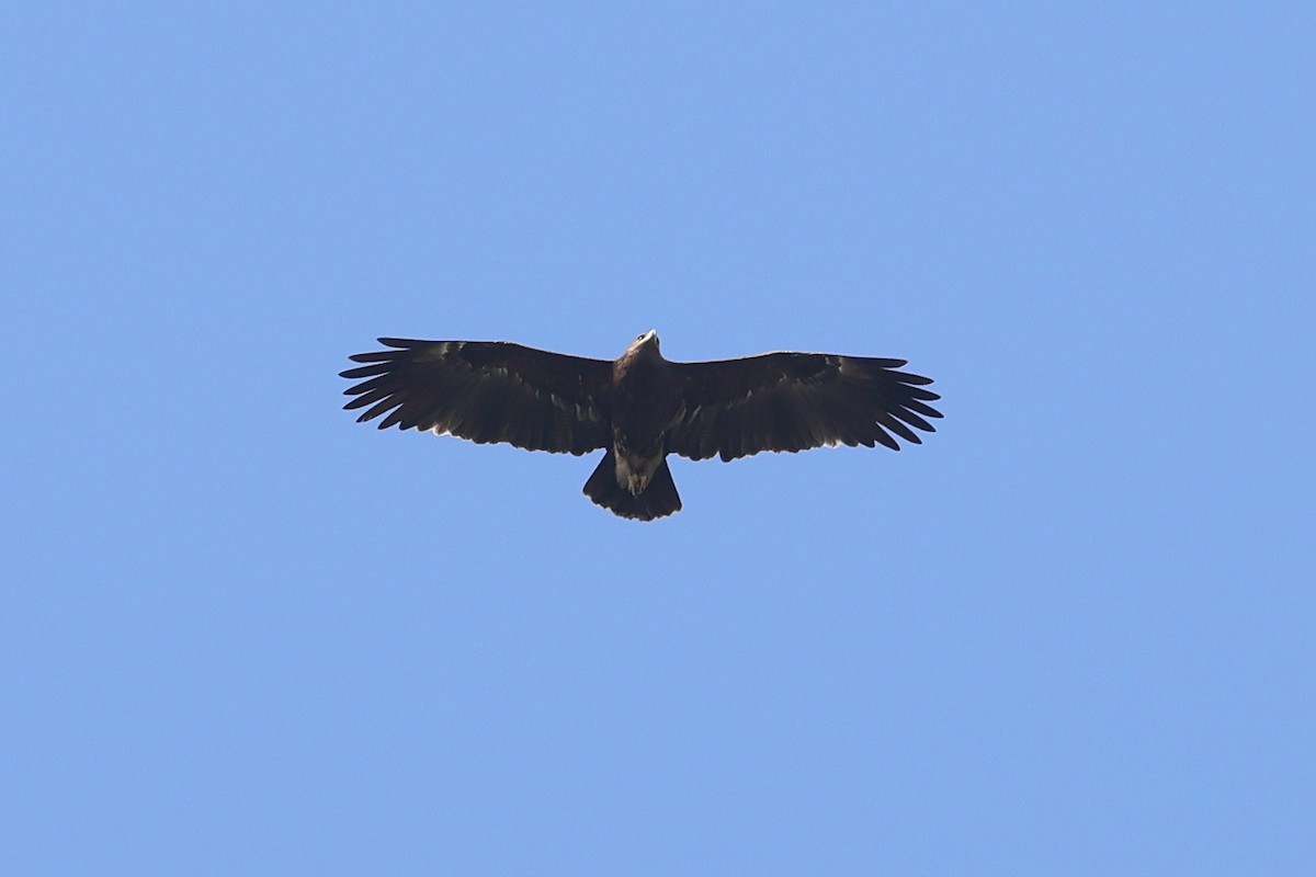 Greater Spotted Eagle - ML614769118