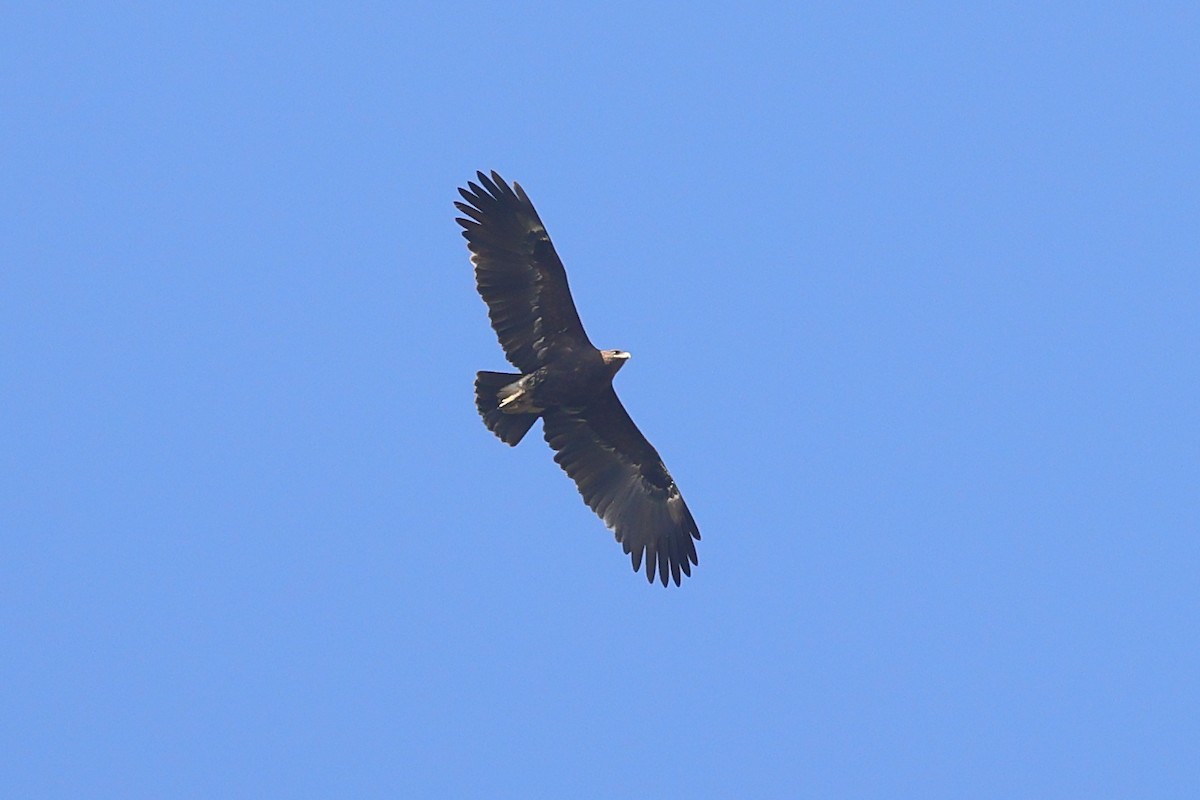 Greater Spotted Eagle - ML614769119