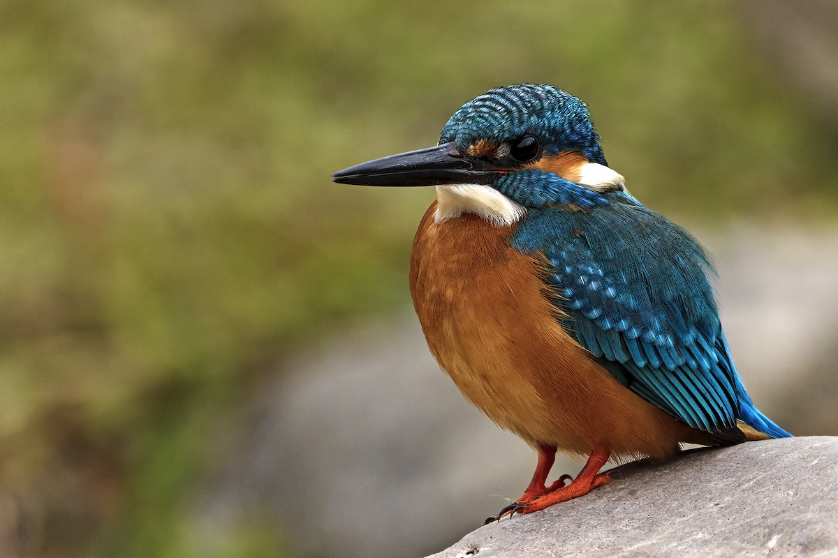 Common Kingfisher - ML614769127