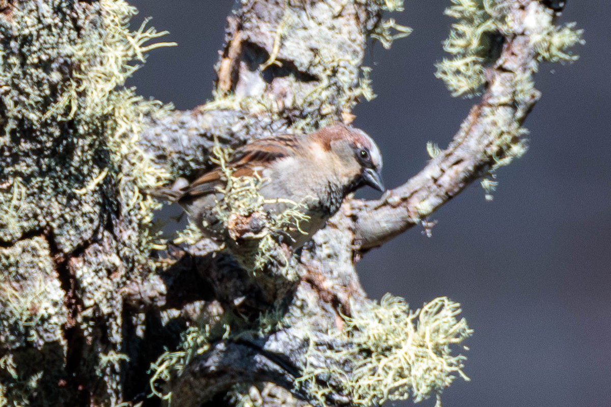 House Sparrow - Pierce Louderback