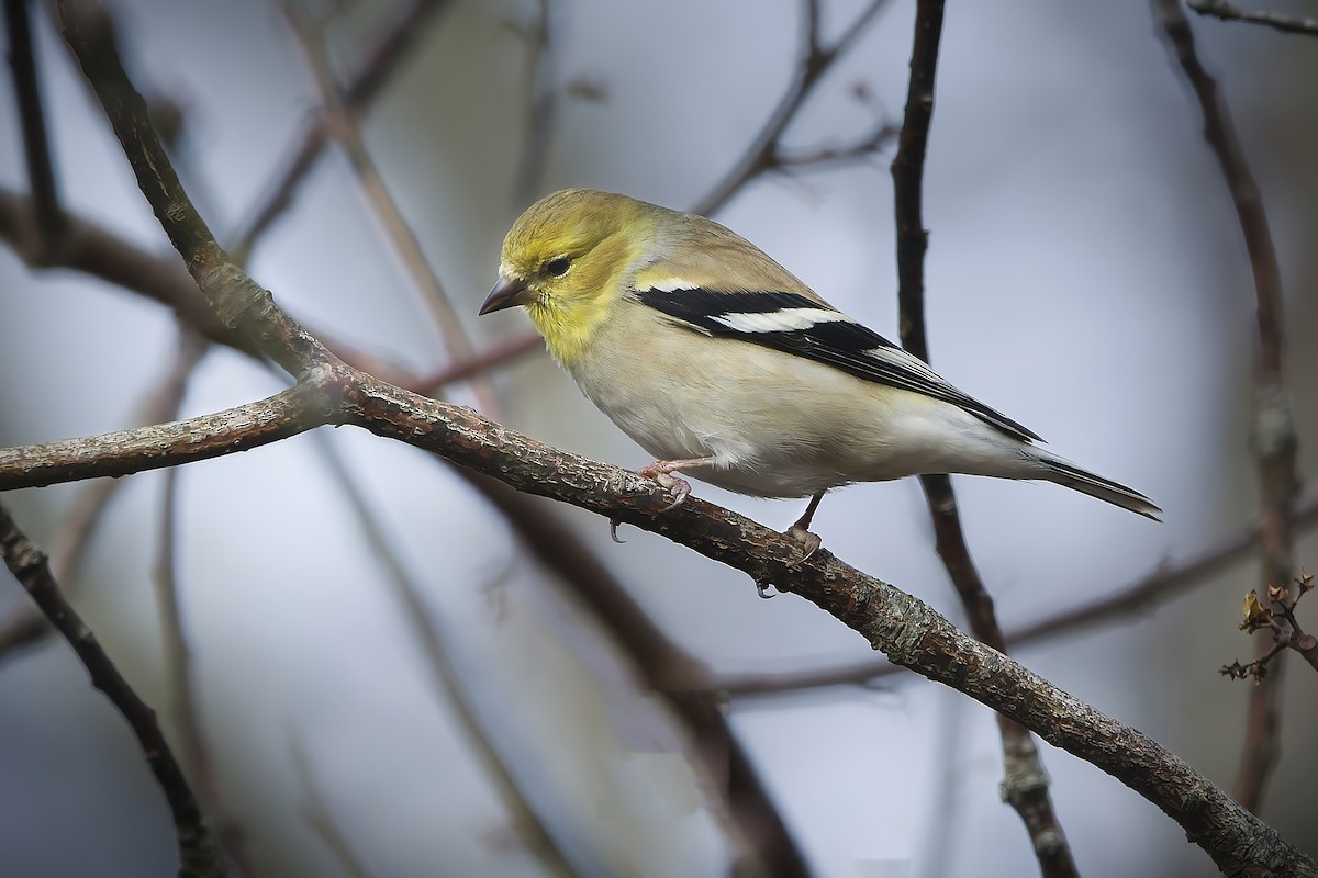 American Goldfinch - Barbie Heid