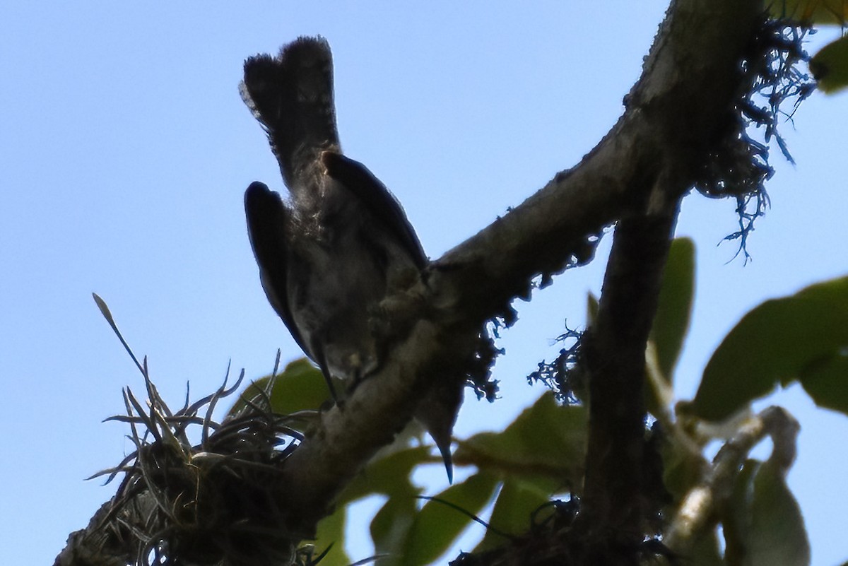 Bewick's Wren - ML614769177