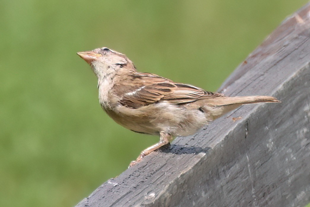 House Sparrow - ML614769178