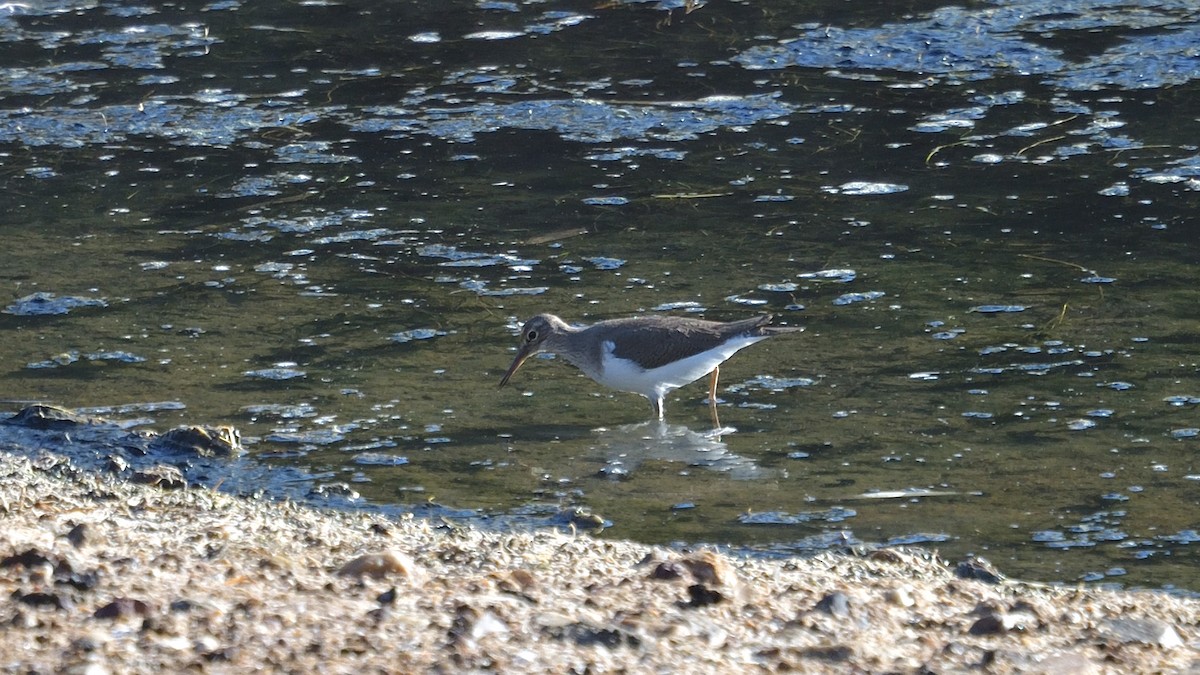 Common Sandpiper - Elaine Rose