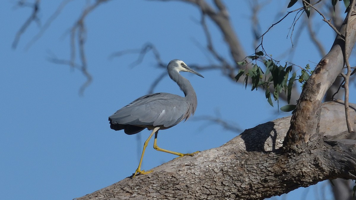 White-faced Heron - ML614769222