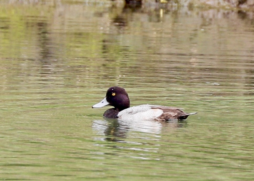 Lesser Scaup - ML614769225