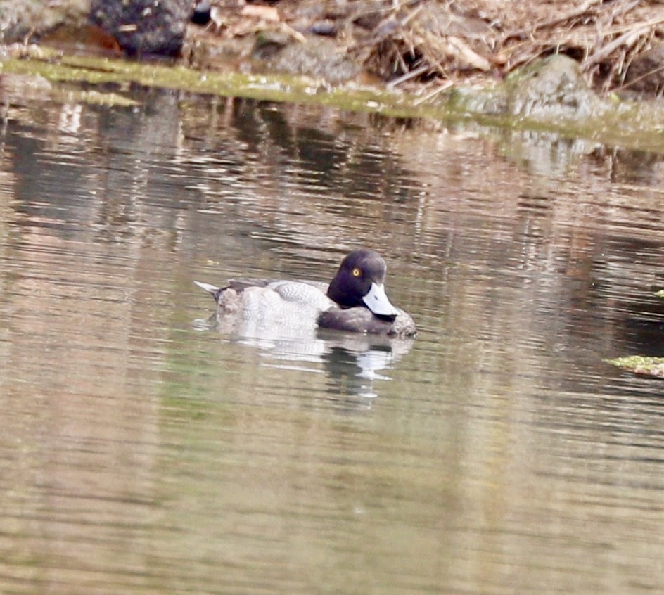 Lesser Scaup - ML614769226