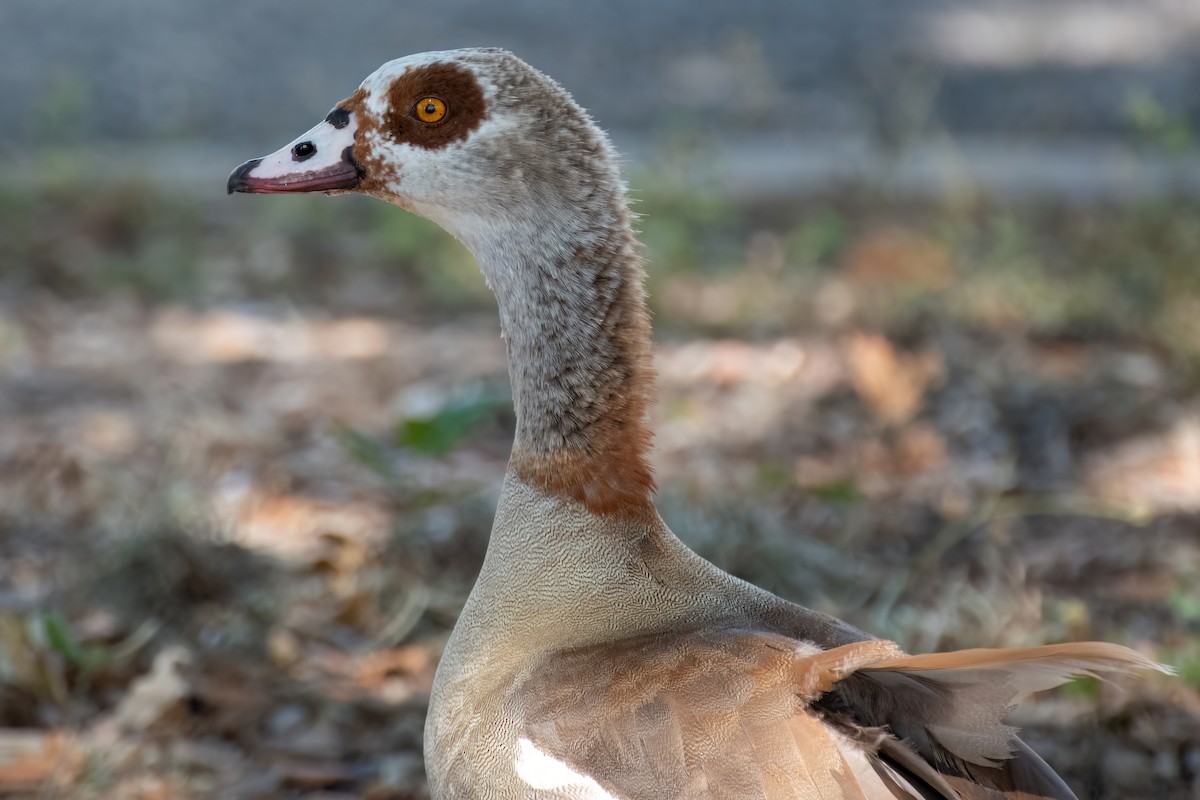 Egyptian Goose - ML614769255