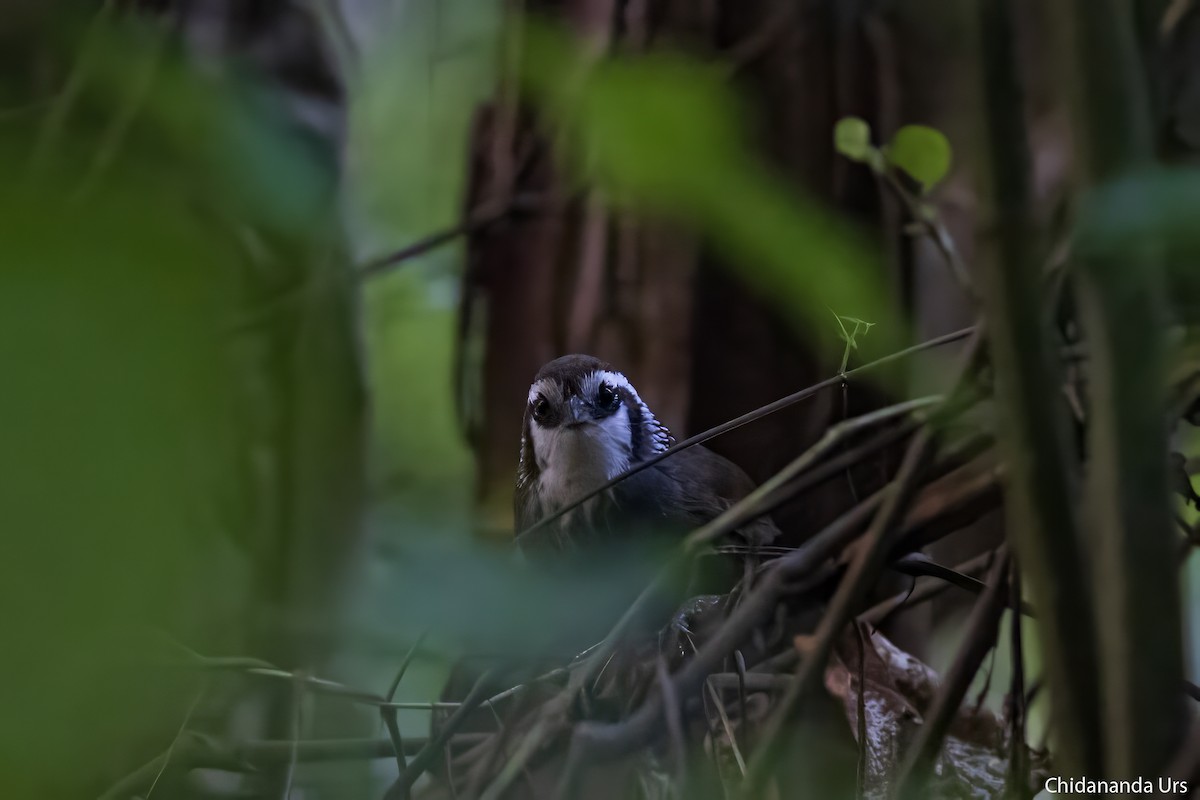 Snowy-throated Babbler - ML614769315