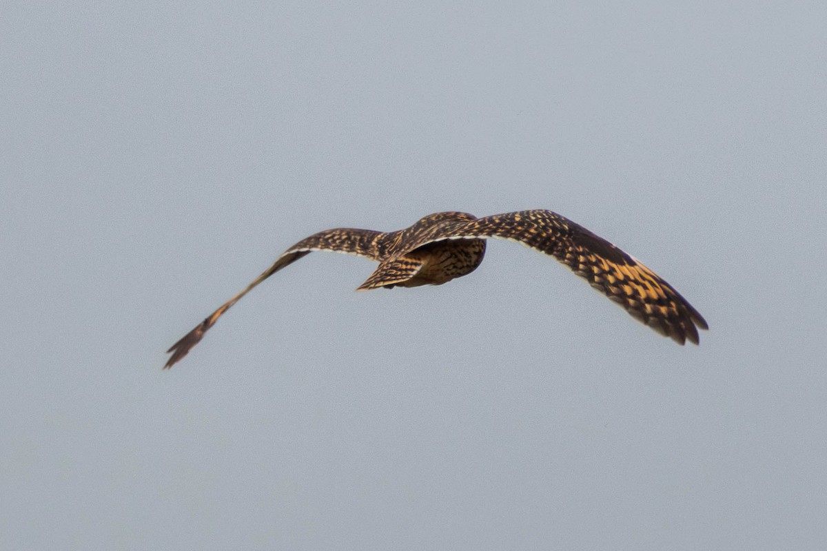 Short-eared Owl - ML614769322