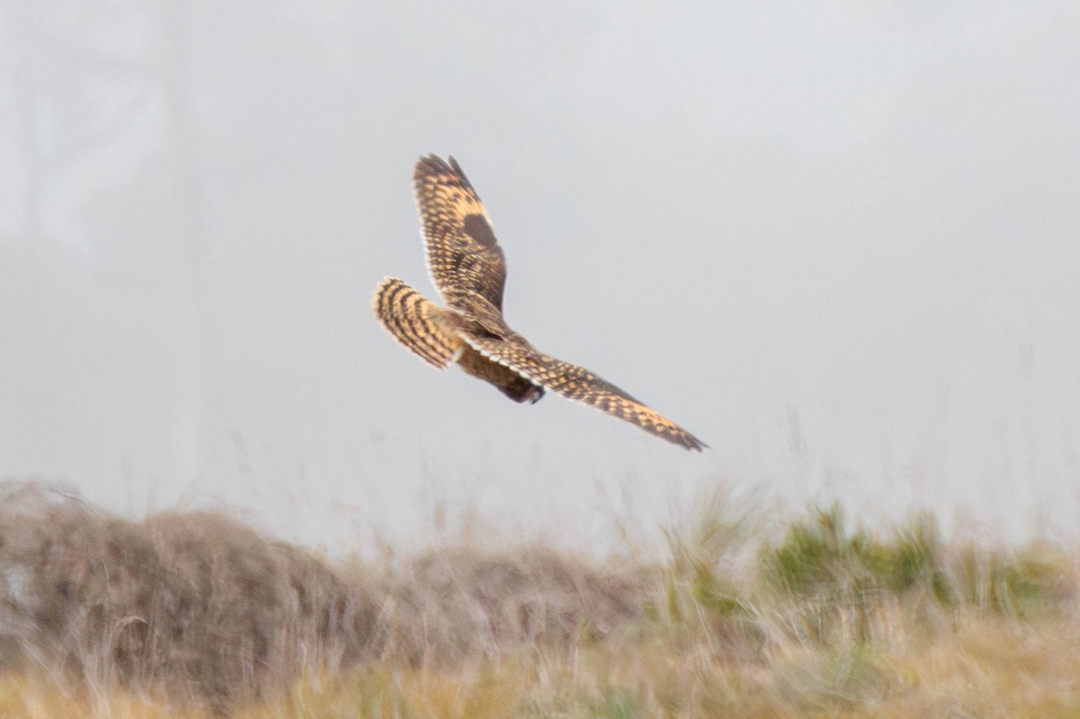 Short-eared Owl - ML614769323