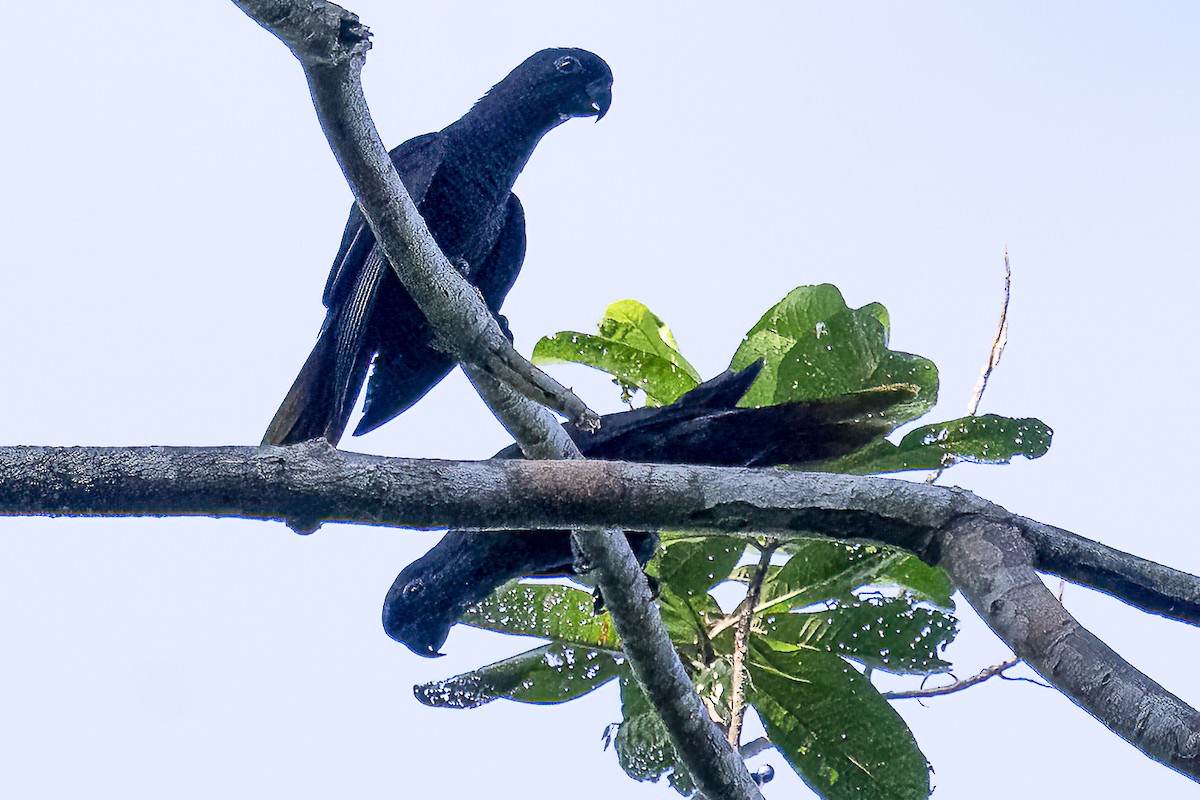 Black Lory - ML614769342