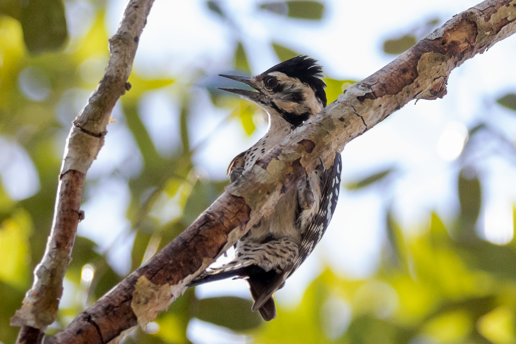 Ladder-backed Woodpecker - Tania Campos