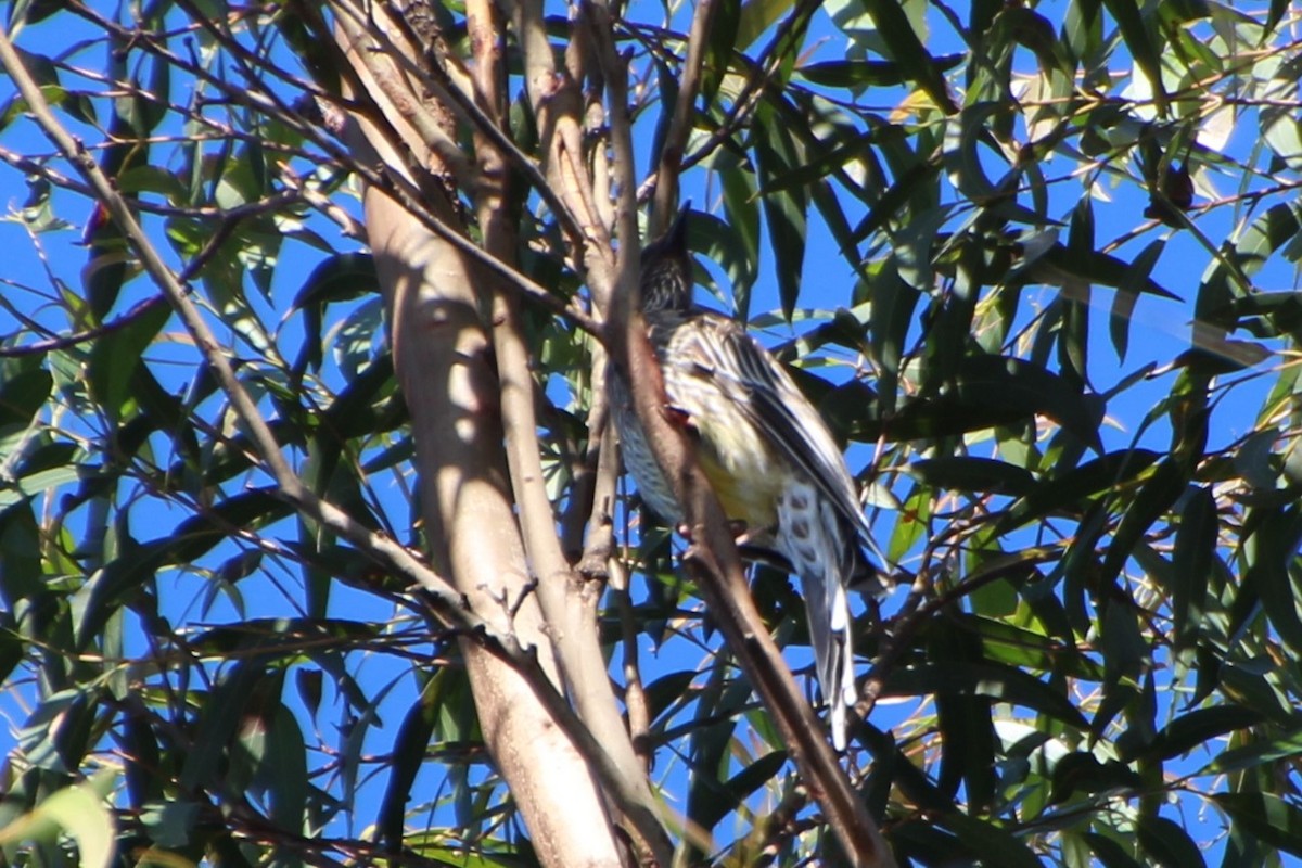 Red Wattlebird - ML614769365