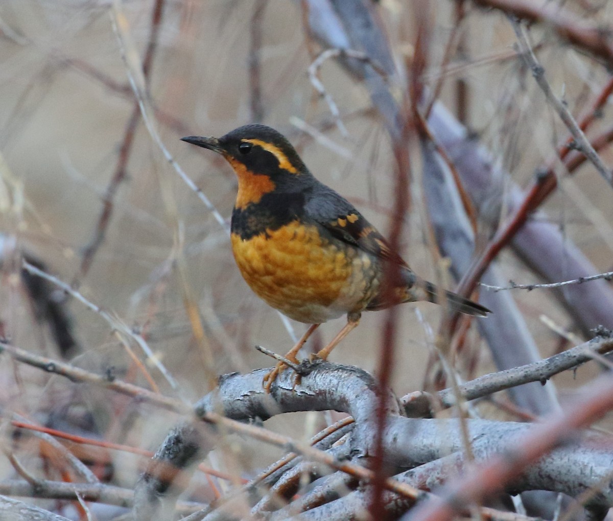 Varied Thrush - Rob Lowry