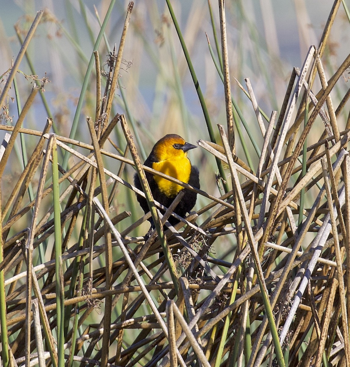 Yellow-headed Blackbird - ML614769412