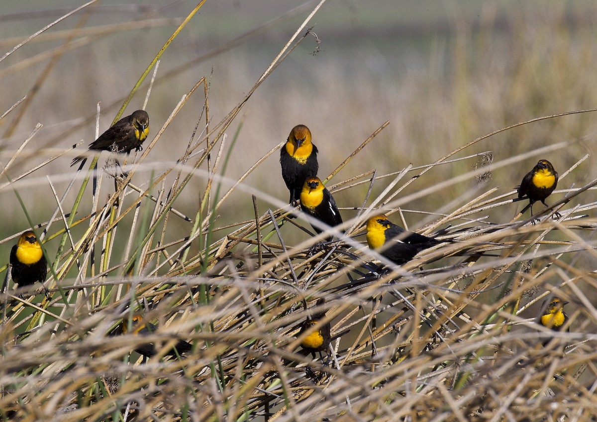 Yellow-headed Blackbird - ML614769415