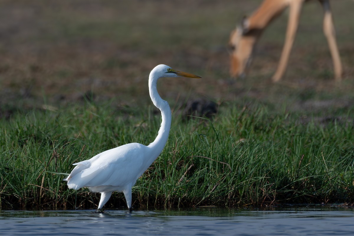 Great Egret - Peggy Mundy