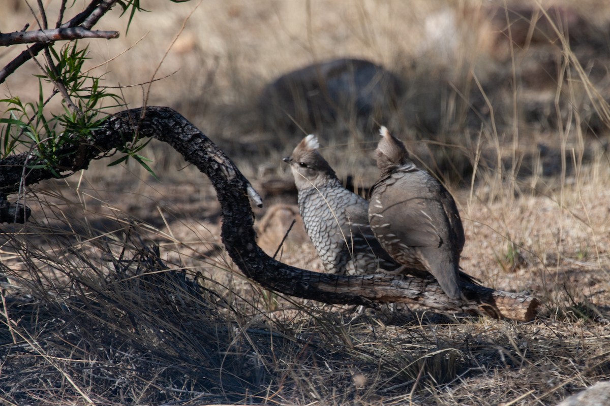 Scaled Quail - ML614769483