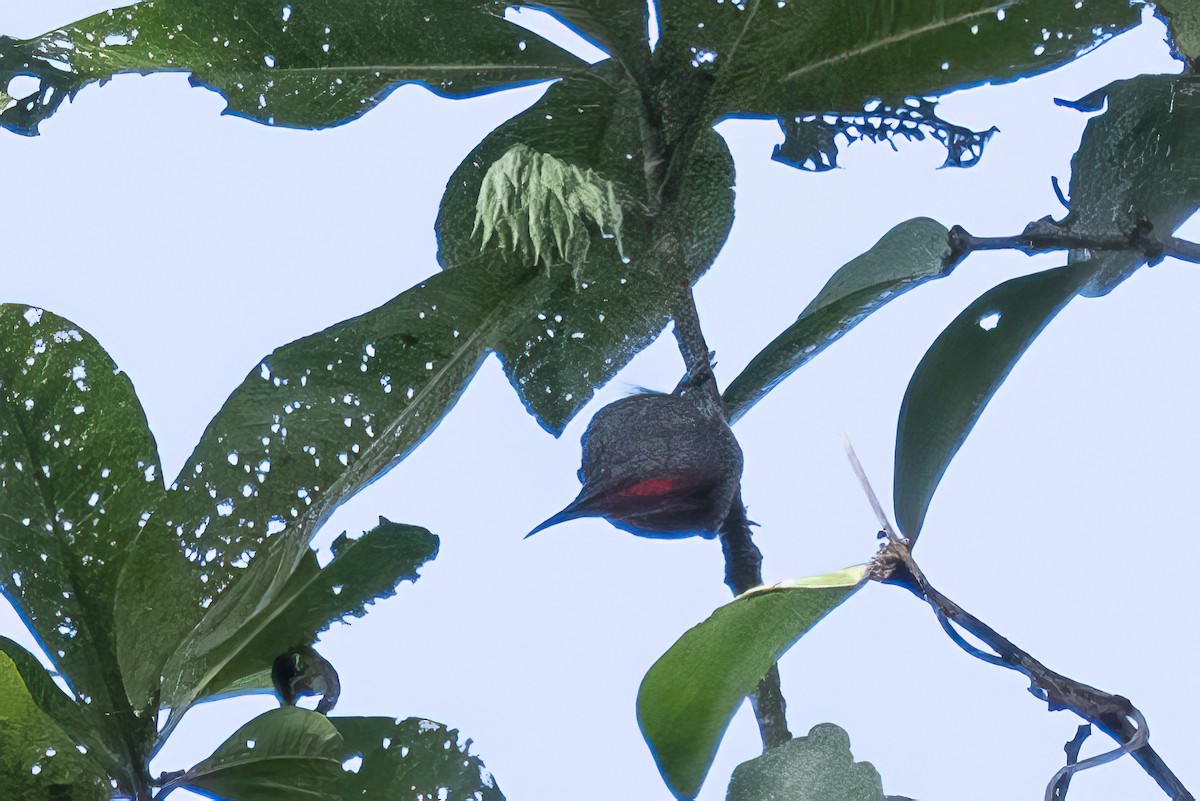 Ruby-throated Myzomela - emma geary