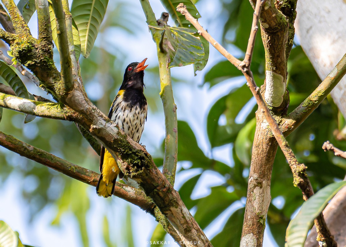 Dark-throated Oriole - ML614769523