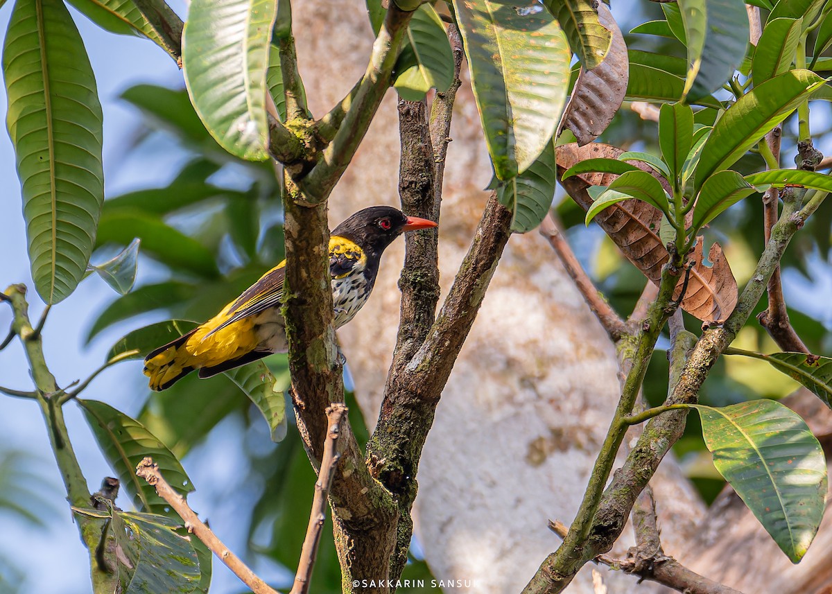 Dark-throated Oriole - ML614769524