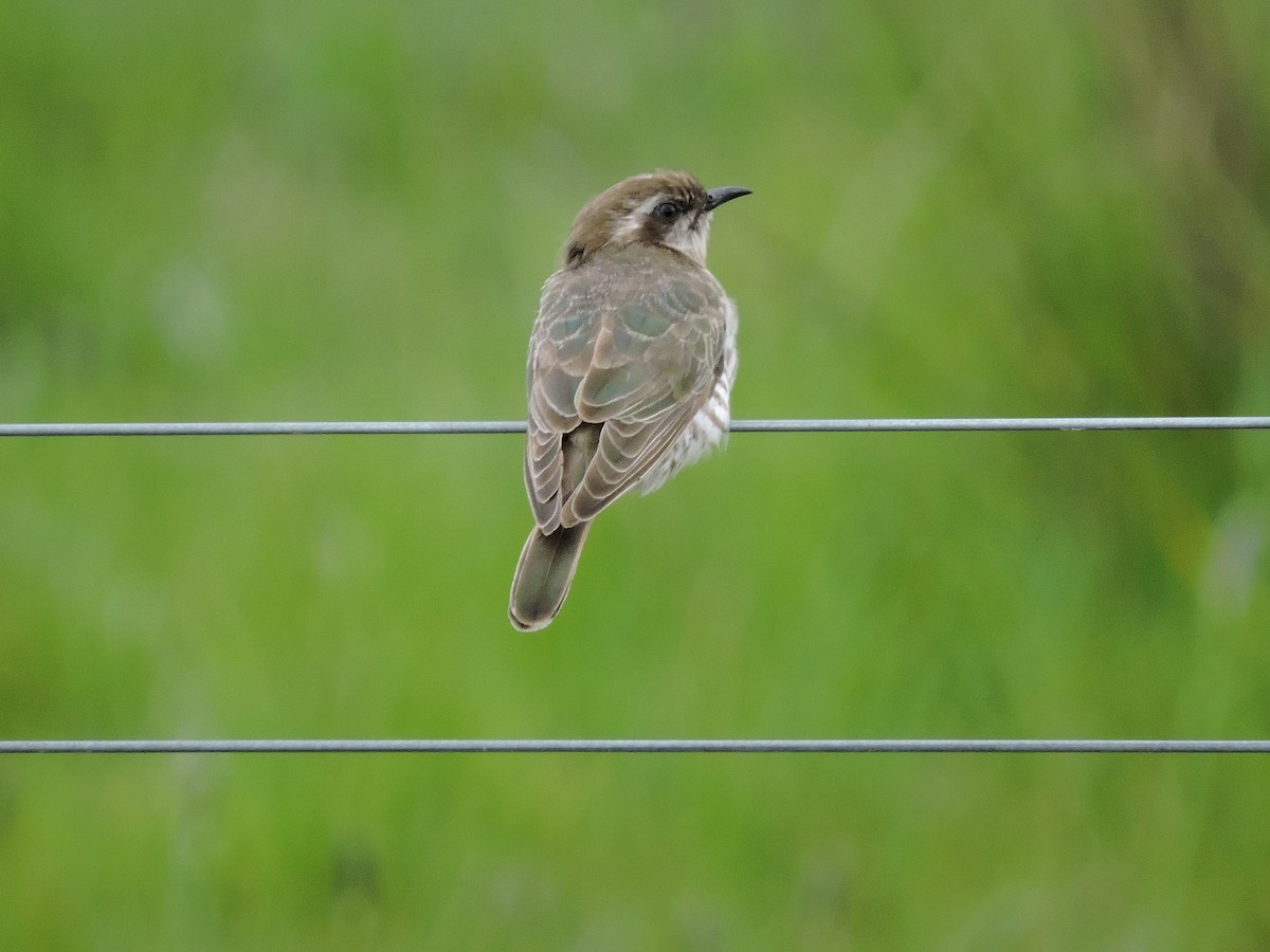 Horsfield's Bronze-Cuckoo - ML614769572