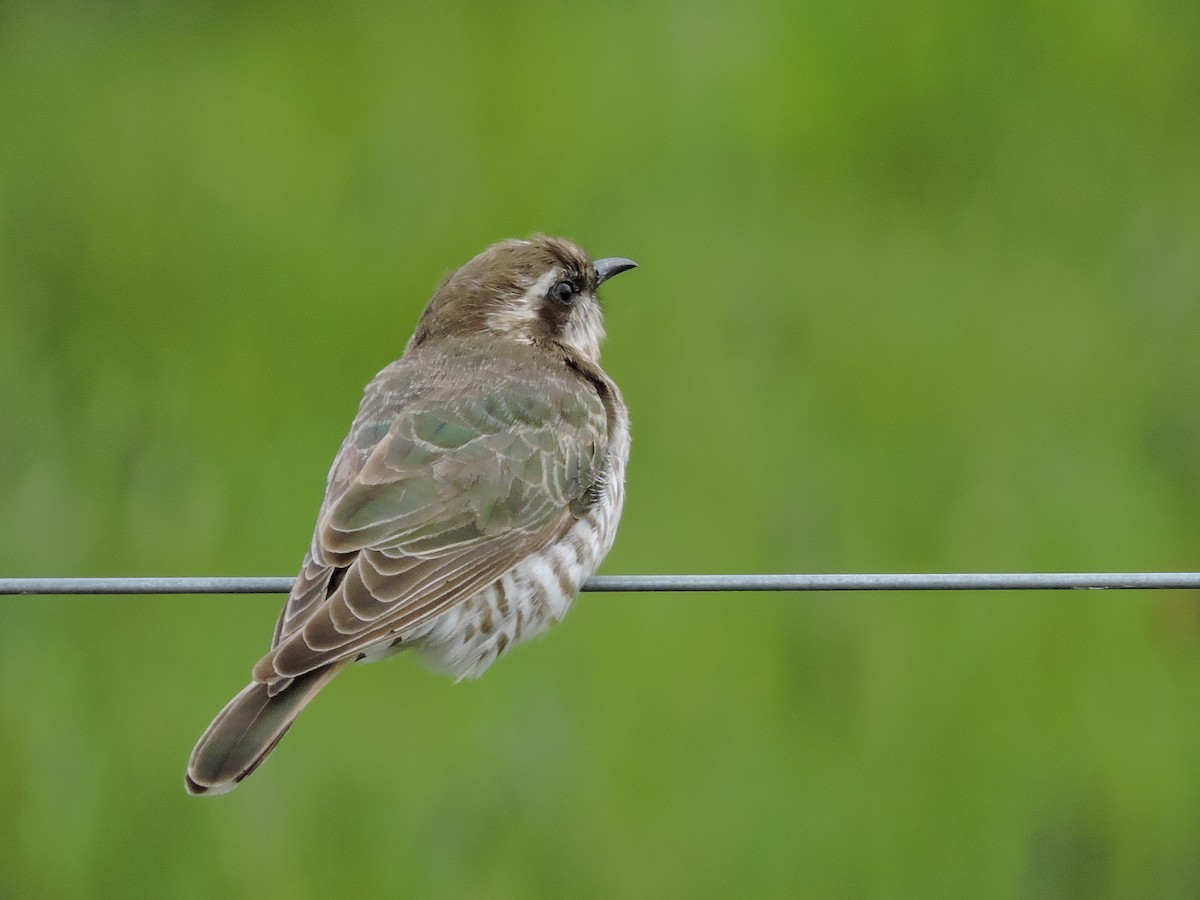 Horsfield's Bronze-Cuckoo - ML614769573